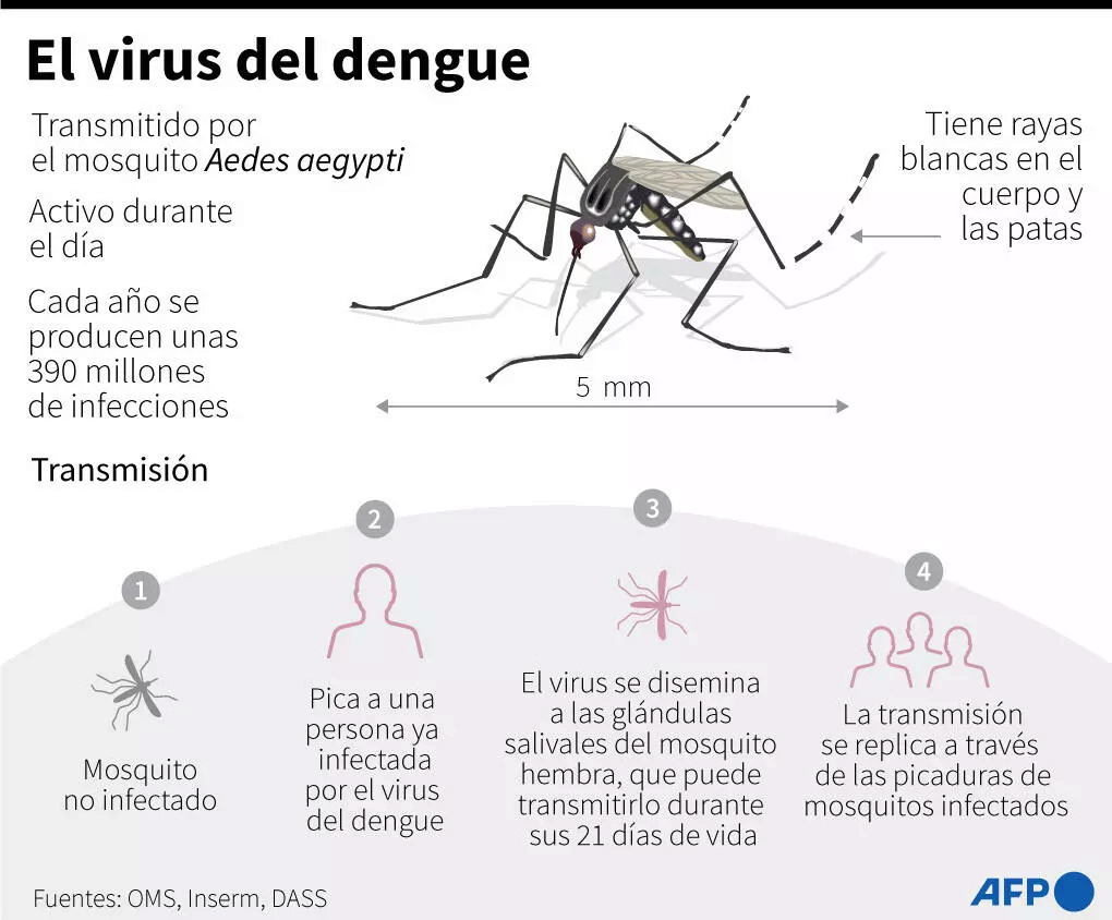 Dengue. Ensayos con mosquitos Aedes aegypti infectados con la bacteria wolbachia han disminuido en un 77% la incidencia. B5086710