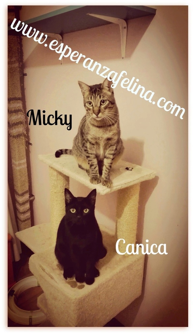 Micky y Canica, dos amores en adopción. (FN.Abril 2015) Álava Canica15