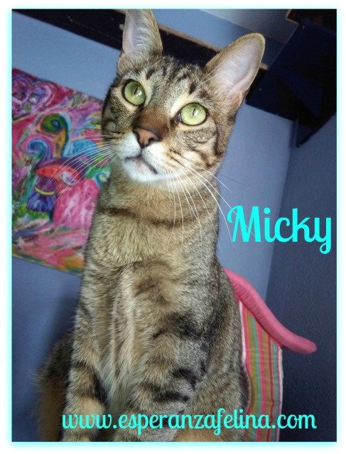 Micky y Canica, dos amores en adopción. (FN.Abril 2015) Álava Micky11