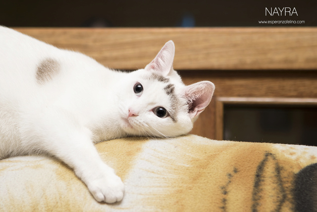 Nayra, gatita de ojos cautivadores en adopción.(Fecha Nac. aprox: 11-08-2015)Solo en adopción en la provincia de Álava Nayra211