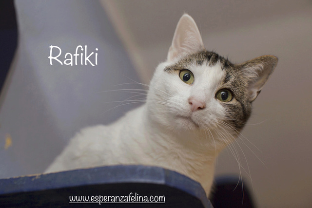 Simba y Rafiki, pareja muy especial en adopción. (FN:15/09/15 ; 15/09/09)(Solo en adopción en la provincia de Álava) Rafiki17