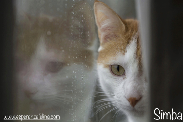 Simba y Rafiki, pareja muy especial en adopción. (FN:15/09/15 ; 15/09/09)(Solo en adopción en la provincia de Álava) Simba11