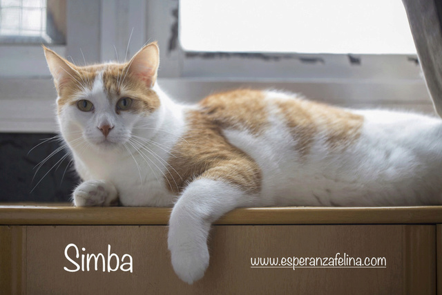 Simba y Rafiki, pareja muy especial en adopción. (FN:15/09/15 ; 15/09/09)(Solo en adopción en la provincia de Álava) Simba212
