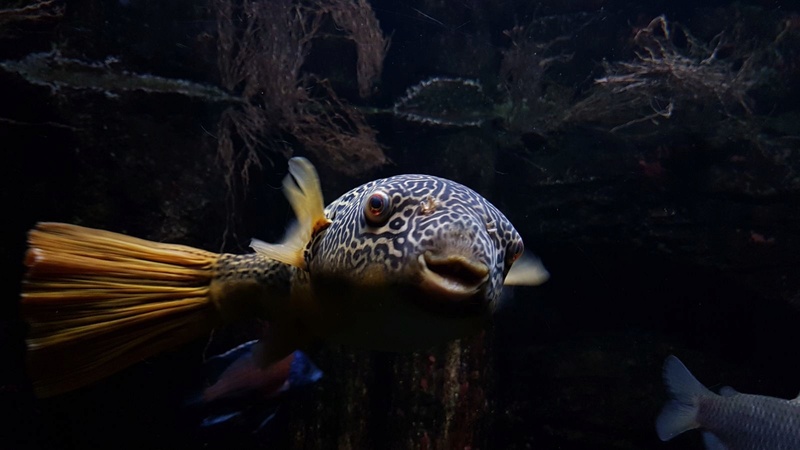 ACUARIO DE ZARAGOZA Img-2019