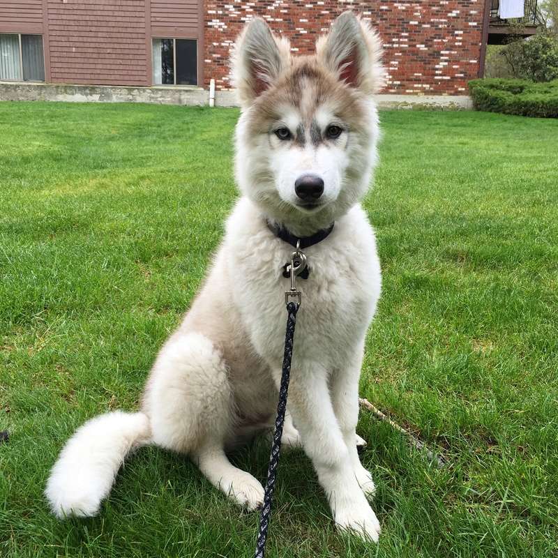 Is my Husky a Wolf Grey / Agouti? And what about his coat?  Image111