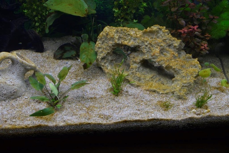 aquarium - Mes plantes n'on pas le peps, elles ont des taches marrons.. _dsc3824