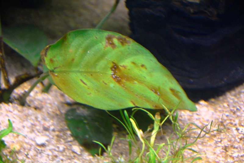 aquarium - Mes plantes n'on pas le peps, elles ont des taches marrons.. _dsc3828