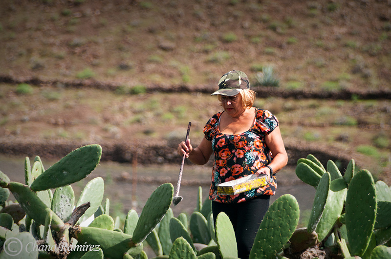 Recogiendo cochinilla 410