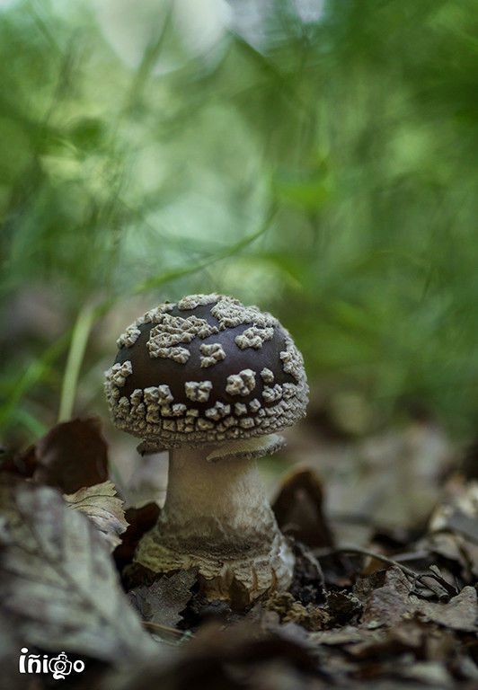 Amanita Pantherina Imgp0011