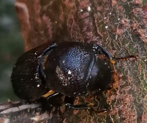 Coleoptera / Curculionidae / Scolytinae 110