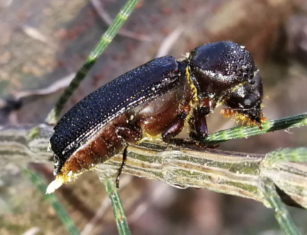 Coleoptera / Curculionidae / Scolytinae 210