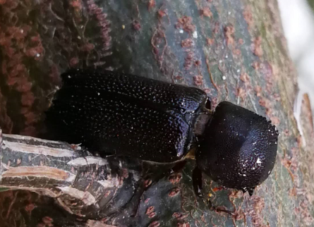 Coleoptera / Curculionidae / Scolytinae 310