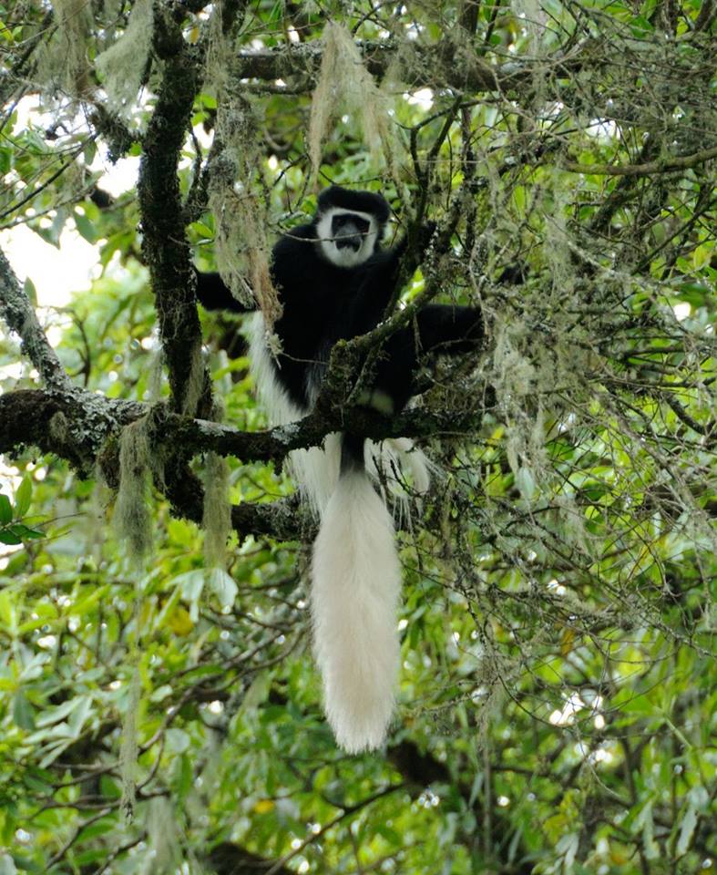 Colobus guereza C_gere10