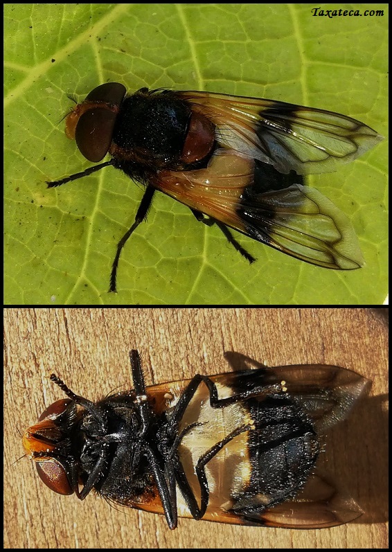 [identificado] Diptera / Tachinidae Img_2014
