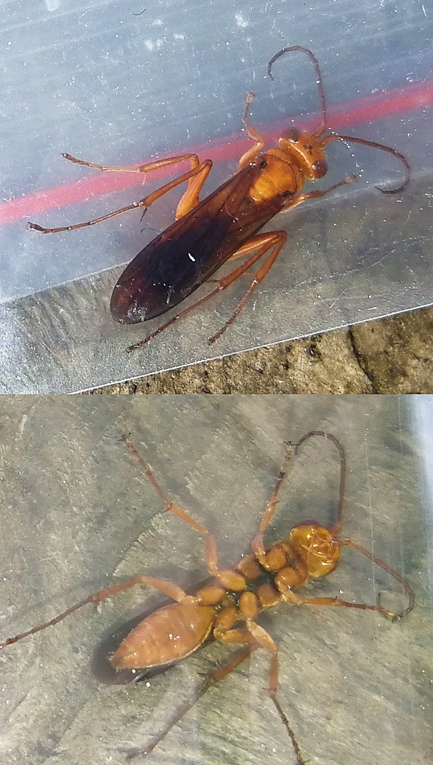 Hymenoptera / Ichneumonidae de Madagascar Img_2018