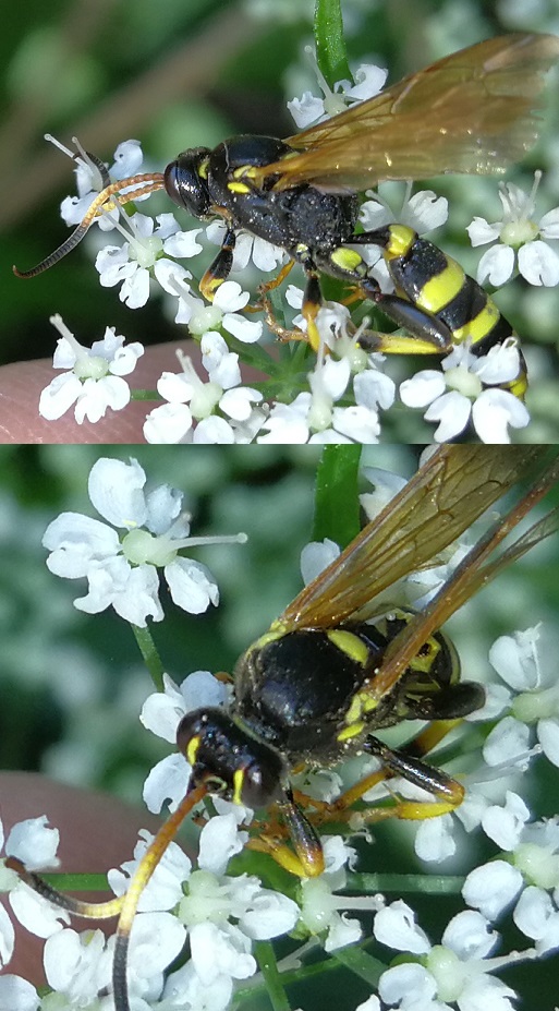 Hymenoptera a identificar Img_2029