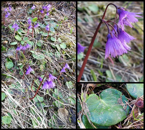 Soldanella alpina Soldan10