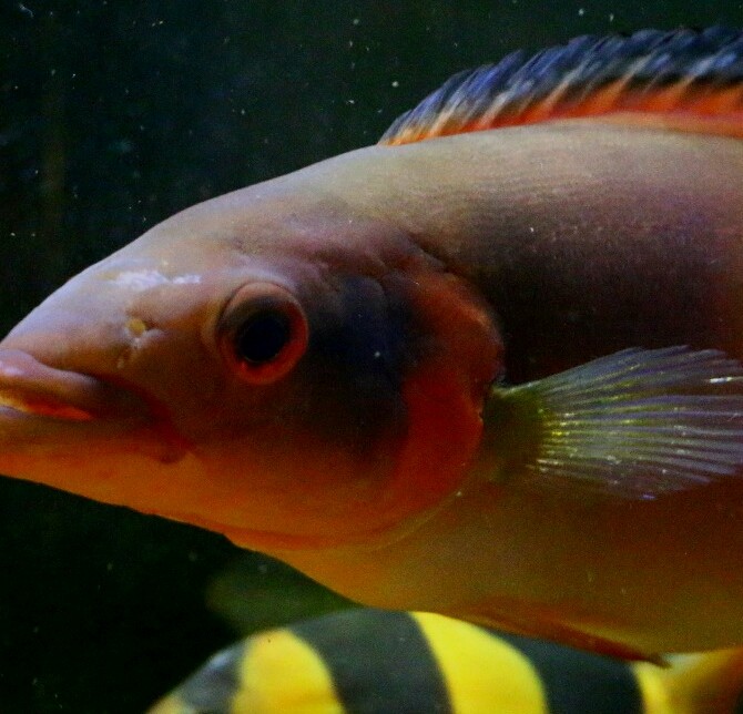 Crenicichla sp. atabapo red - Página 3 20170310