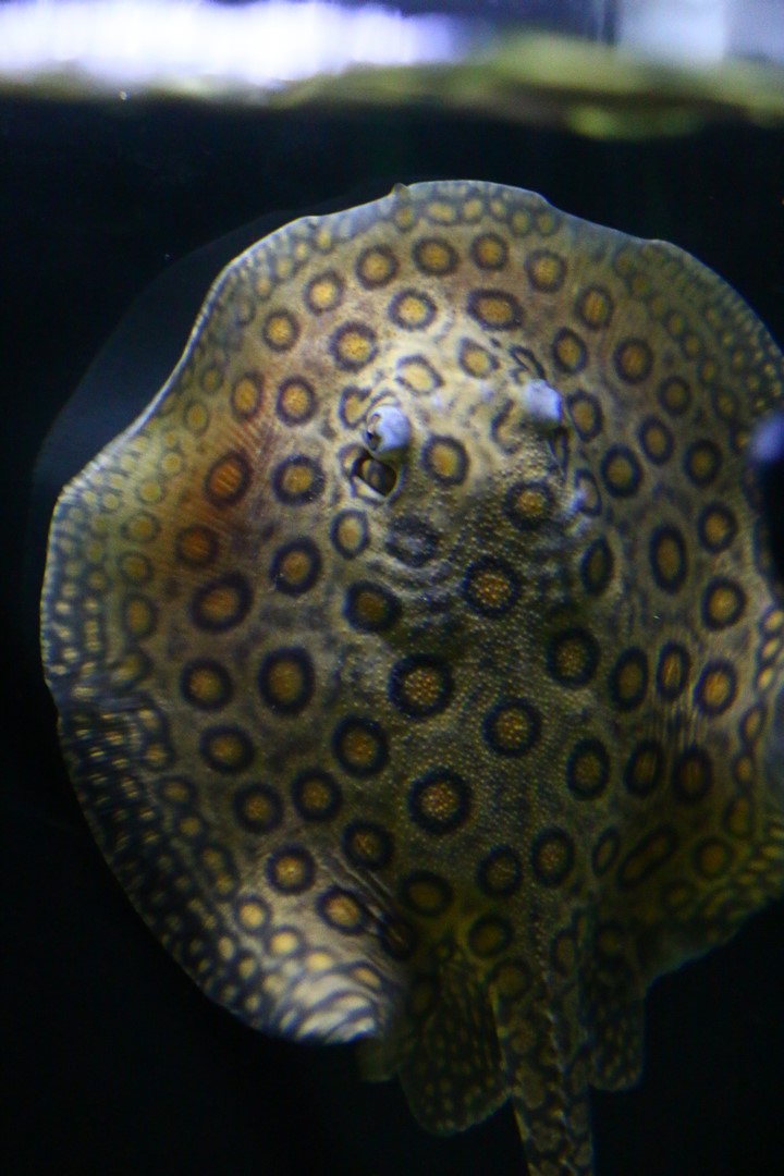 Potamotrygon motoro (MÜLLER & HENLE, 1841) Img-2020