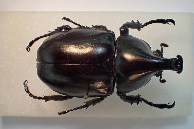 [Xylotrupes ] Laos, un dynastinae 111