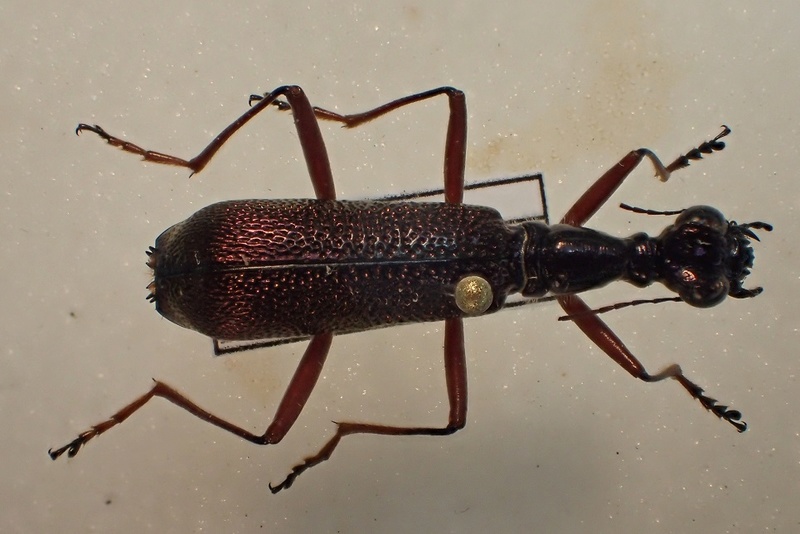 Laos: Cicindelidae collyrinae n°1 116