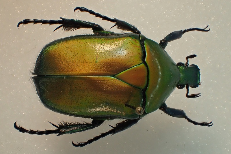 [Torynorrhina sp] Laos, cétoine n°4 412