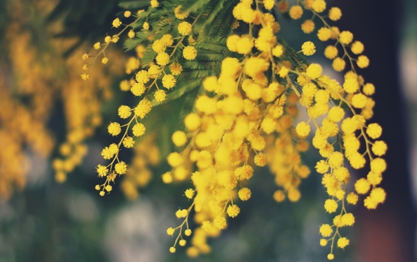 Поэзия цветочного мира Mimoza10