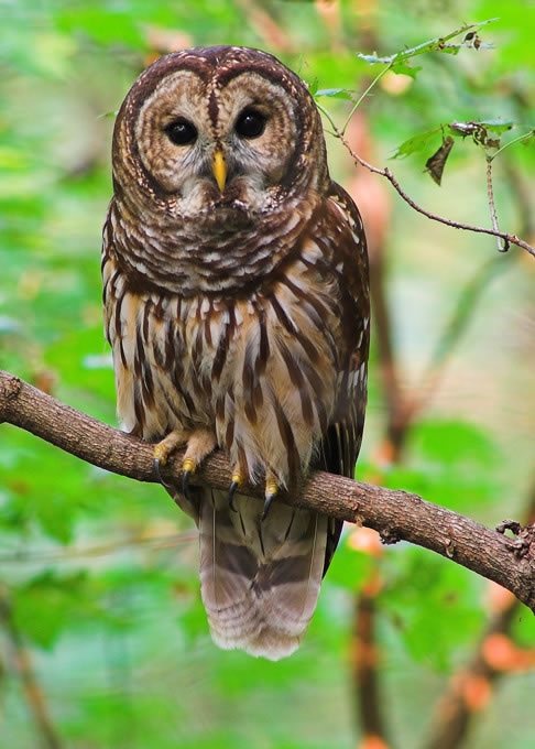 The Owl Totem Owl_310