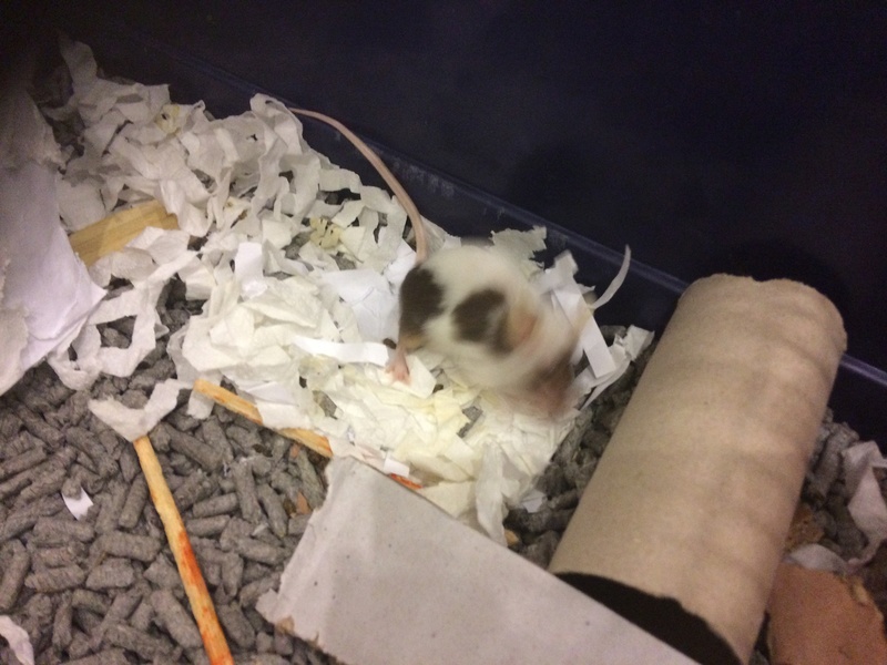Help Ill mouse!!! Img_0410