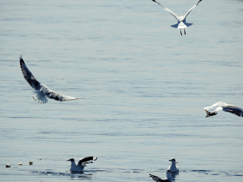 Aves do Peru VII - Lago Titicaca Dscn3413