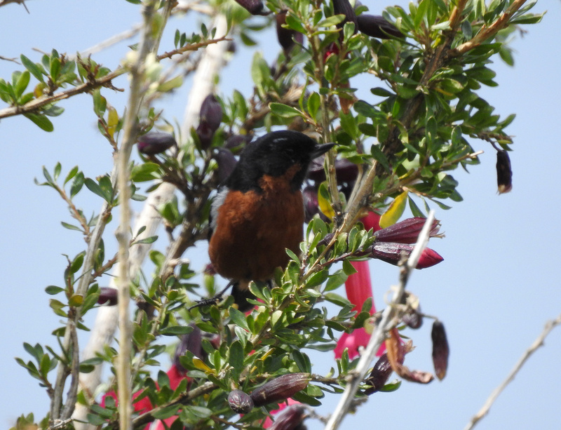 Aves do Peru VII - Lago Titicaca Dscn3612