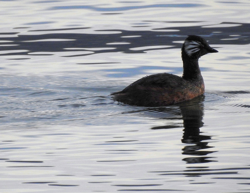 Aves do Peru VII - Lago Titicaca Dscn4014