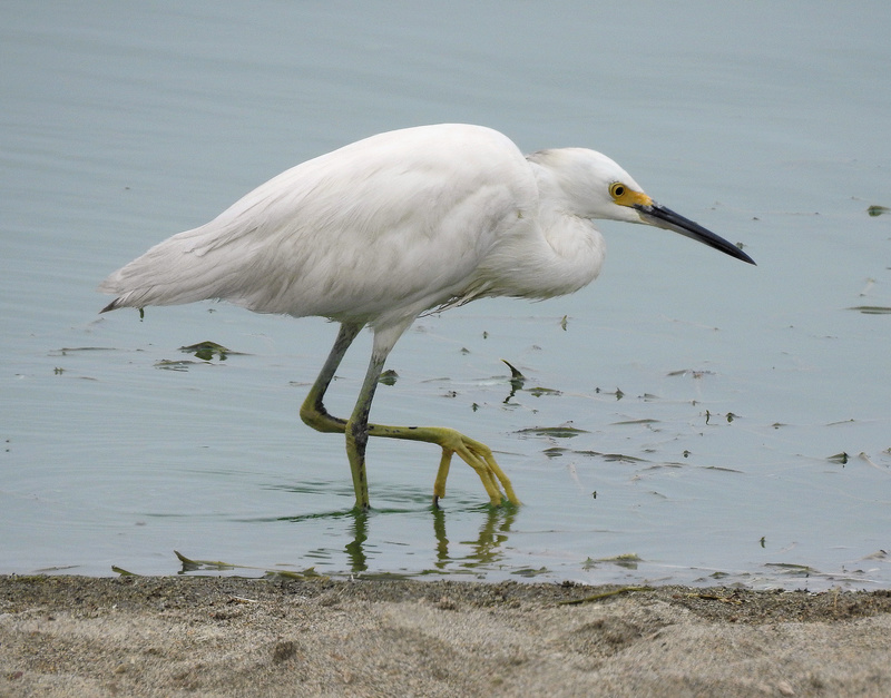 Aves do Peru I - Lima, Pantanos de Villa - Lagoa Marvilla e praia Dscn7315
