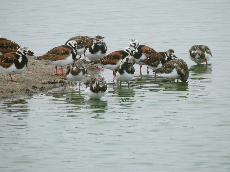 Aves do Peru I - Lima, Pantanos de Villa - Lagoa Marvilla e praia Dscn7530
