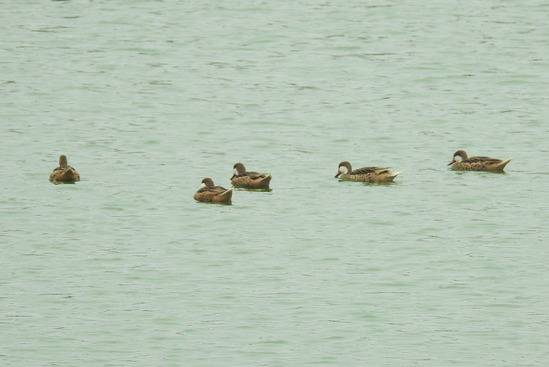 Aves do Peru I - Lima, Pantanos de Villa - Lagoa Marvilla e praia Dscn7622