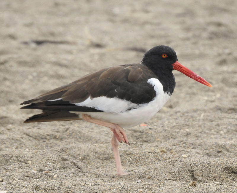 Aves do Peru I - Lima, Pantanos de Villa - Lagoa Marvilla e praia Dscn7626