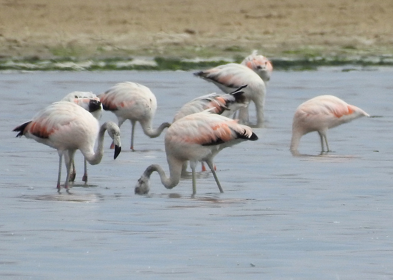 Aves do Peru III - praia de Paracas Dscn8613