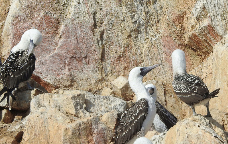 Aves do Peru IV - Paracas, Ilhas Ballestas Dscn9813