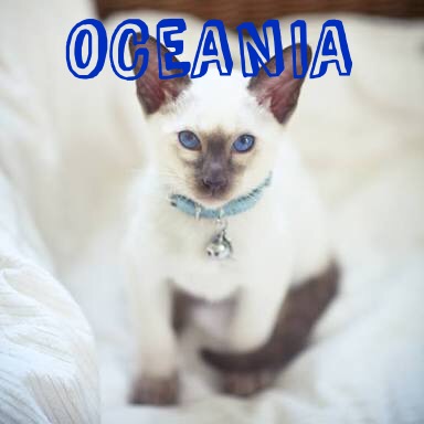 Oceania, Medicine cat of Lunar Moons group Img_0415