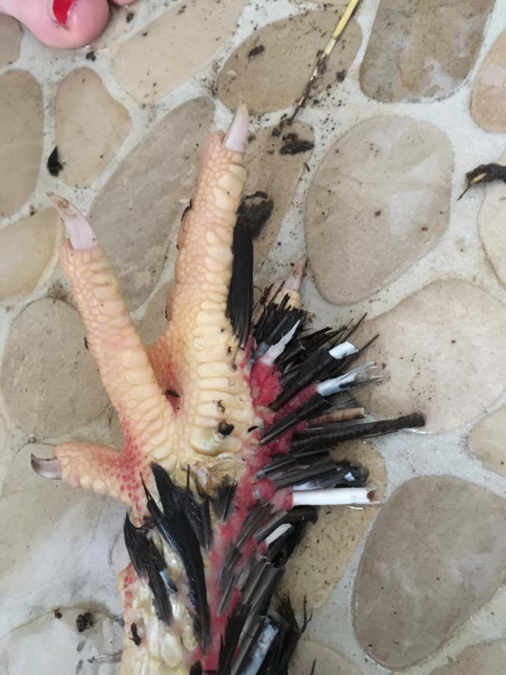 Coq Qui Boite Et Patte Rouge Help Me Coq Qui Boite Et Patte Rouge Help Me