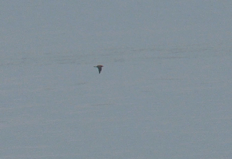 Stercorarius parasiticus (hoje na Costa de Caparica), certo? 110