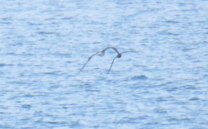 Stercorarius parasiticus? (Costa de Caparica - 19/03/2017) Img_3718