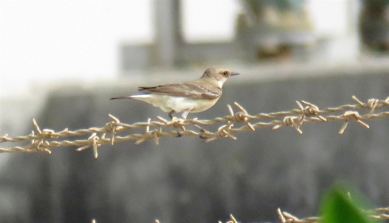 Ajuda na ID - KAUST, Arábia Saudita (12/04/2017) Img_4715