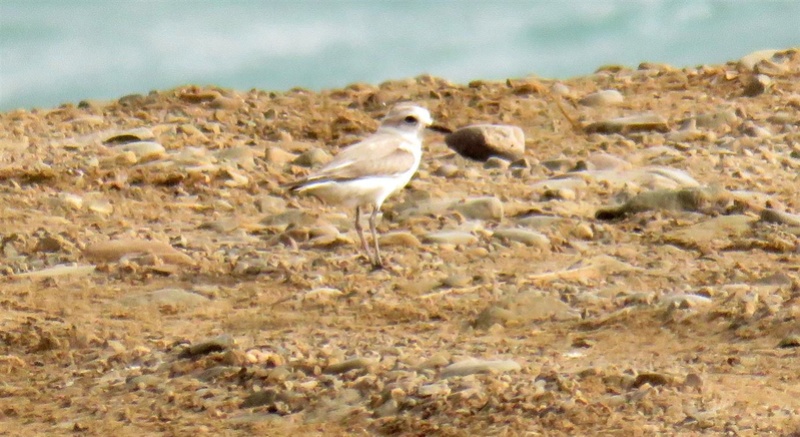 Ajuda na ID - KAUST, Arábia Saudita (12/04/2017) Img_4722