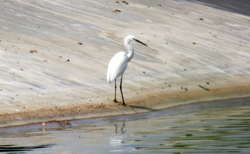 Aves KAUST (Arábia Saudita) - 14 e 15 de Abril 2017 Img_4917