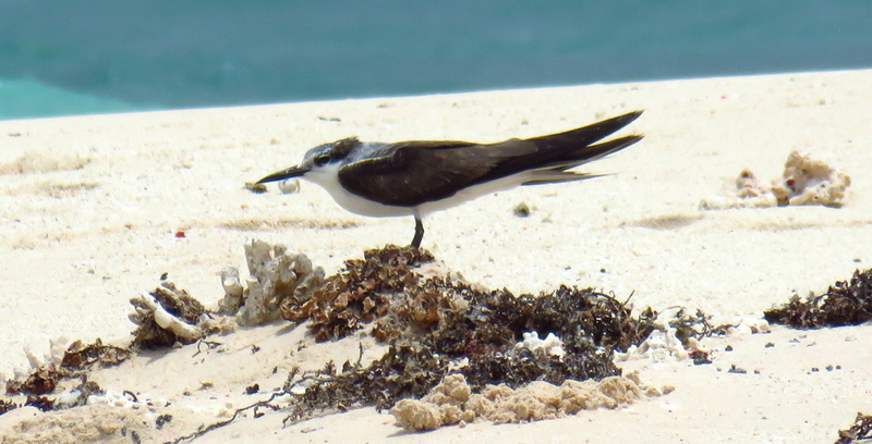 Sternas e derivados numa minúscula ilha no Mar Vermelho (Arábia Saudita) - 15/04/2017 Img_5025