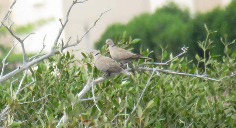 Aves KAUST (Arábia Saudita) - 14 e 15 de Abril 2017 Img_5125