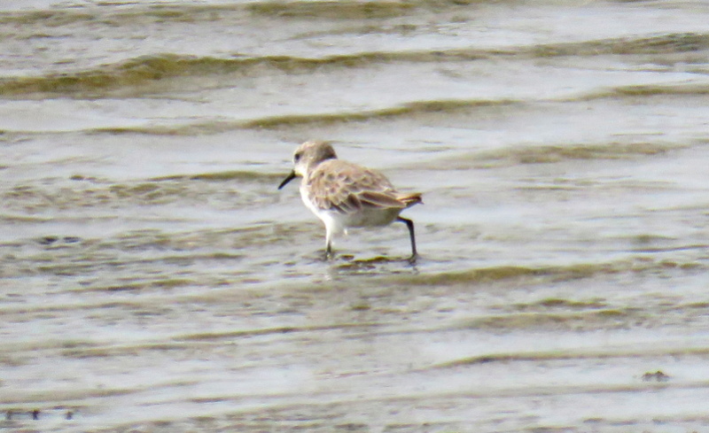 Aves KAUST (Arábia Saudita) - 14 e 15 de Abril 2017 Img_5126