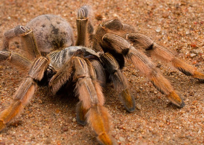 Centre des Reptiles avec VolonTerre Africa en Afrique du Sud Captur21