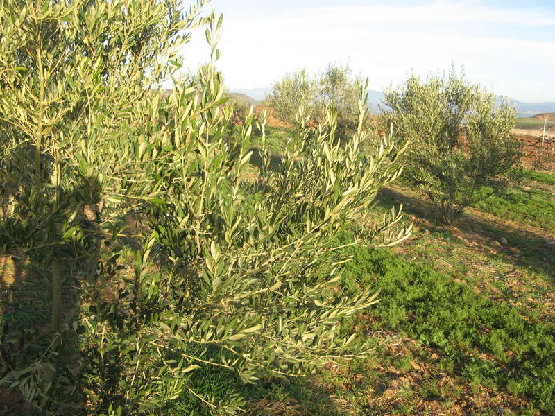 Análisis foliar AMZ Logroño (La Rioja) Img_1530